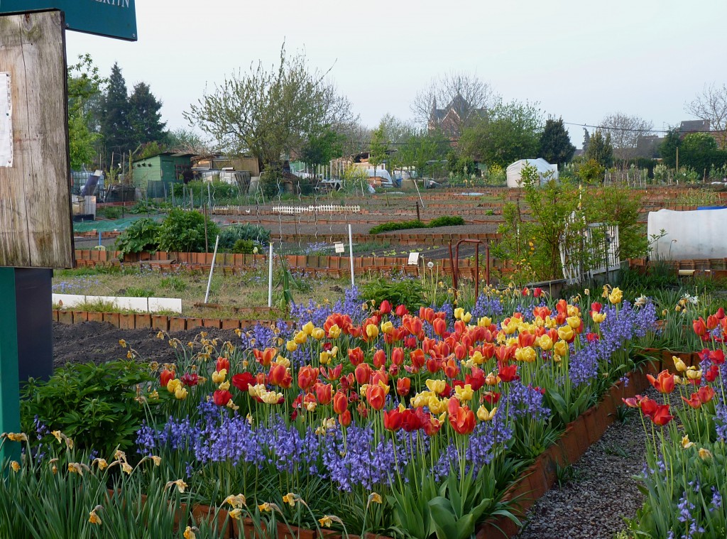 Un jardin familial à Tourcoing (Photo Jamain)