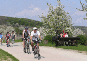 En vélo dans les vergers (au bord du lac de Neusiedl