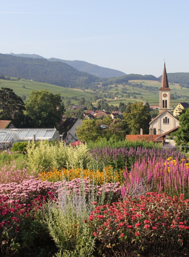 Floraison d'automne au Herbstfest de la Staudengärtnerei Gräfin von Zeppelin / Photo de la taudengärtnerei